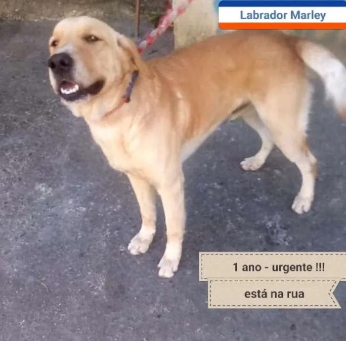 Cachorro ra a Labrador idade 1 ano nome Marley