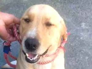 Cachorro raça Labrador idade 1 ano nome Marley