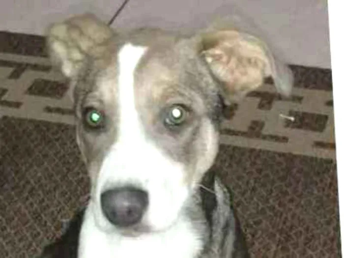 Cachorro ra a SRD idade 2 a 6 meses nome Preciosa
