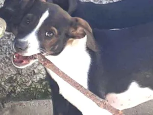 Cachorro raça SRD idade 2 a 6 meses nome Miucha