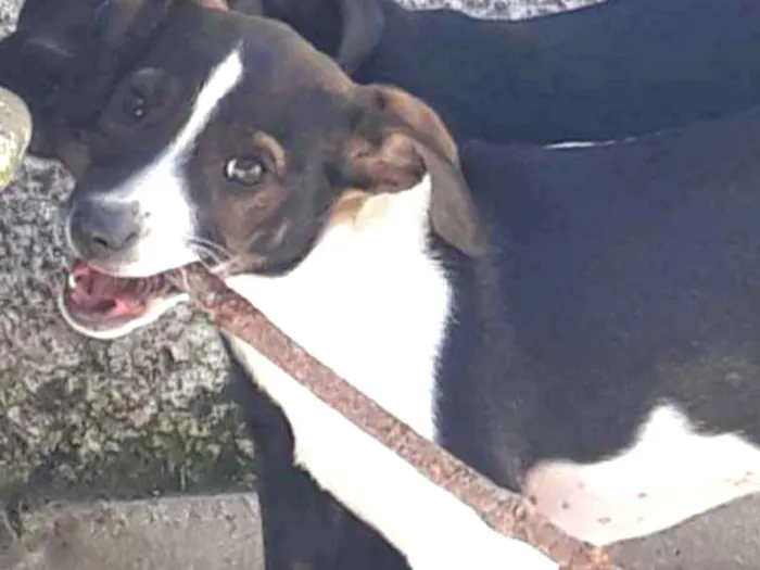 Cachorro ra a SRD idade 2 a 6 meses nome Miucha