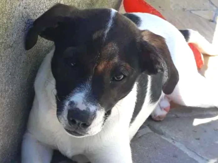 Cachorro ra a SRD idade 2 a 6 meses nome Tina