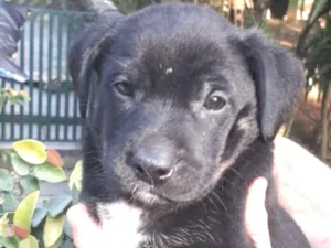 Cachorro raça SRD idade 2 a 6 meses nome Morena
