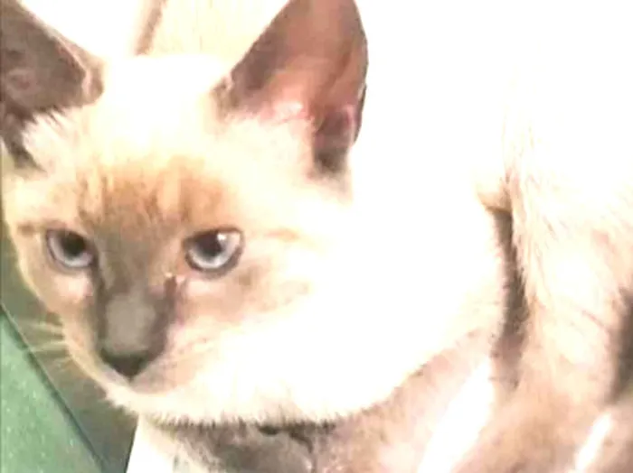 Gato ra a SRD  idade 2 a 6 meses nome Maya e Kaya 