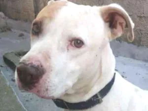 Cachorro raça Pit-Bull idade 2 anos nome Nick