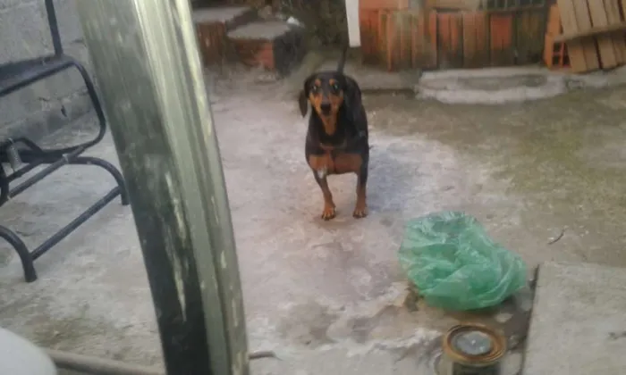 Cachorro ra a Famoso salsichinha idade 4 anos nome Pretinha