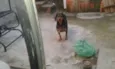 Pretinha