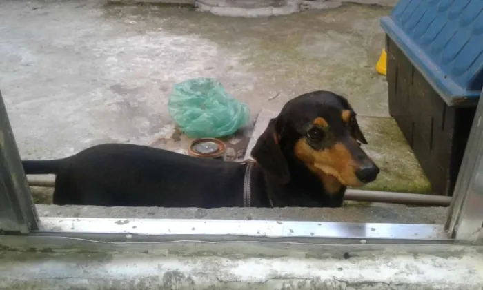 Cachorro ra a Famoso salsichinha idade 4 anos nome Pretinha