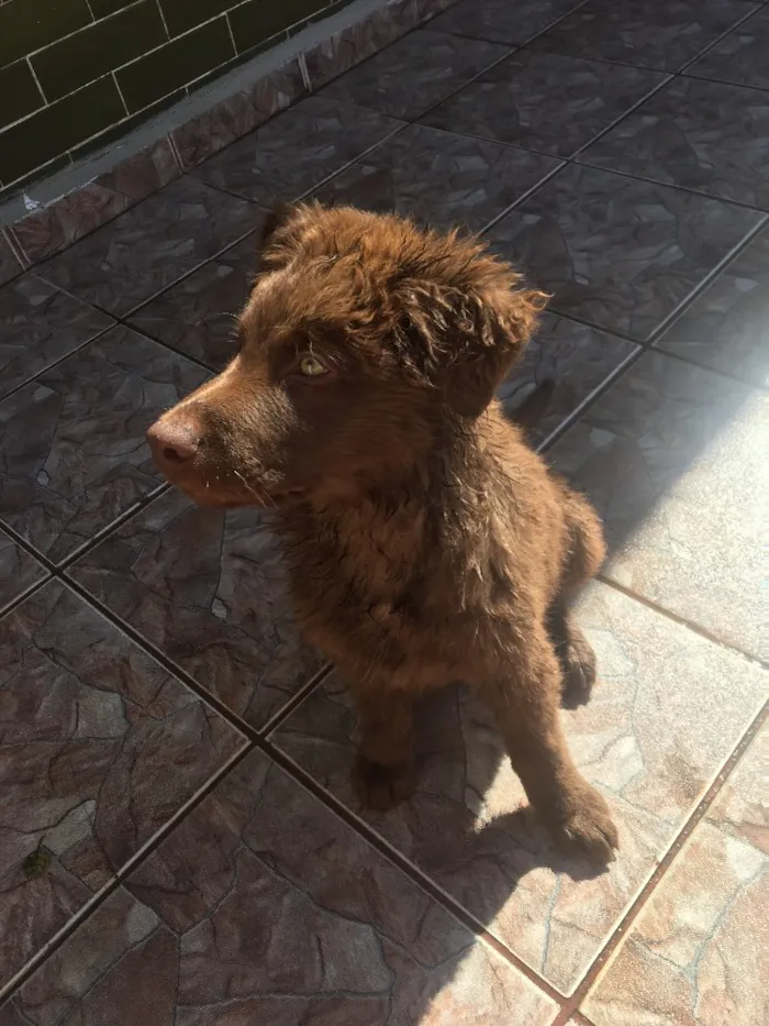 Cachorro ra a  idade 2 a 6 meses nome Scobby 