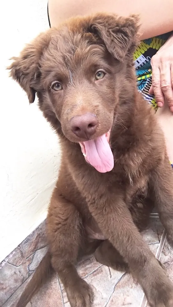 Cachorro ra a  idade 2 a 6 meses nome Scobby 