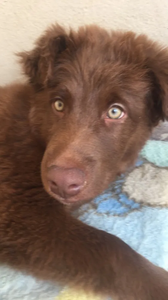 Cachorro ra a  idade 2 a 6 meses nome Scobby 