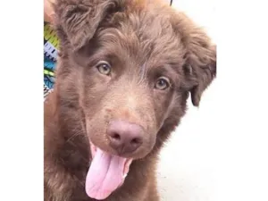 Cachorro raça  idade 2 a 6 meses nome Scobby 