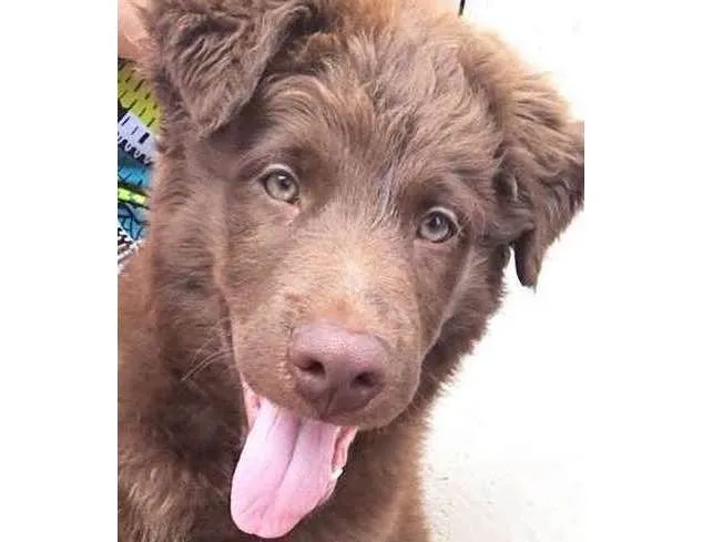 Cachorro ra a  idade 2 a 6 meses nome Scobby 