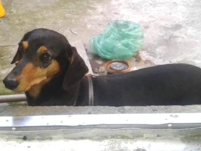 Cachorro ra a Famoso salsichinha idade 4 anos nome Pretinha