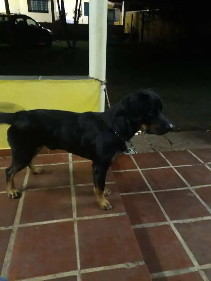 Cachorro raça Rottweiler com labrador  idade 2 anos nome Ralf