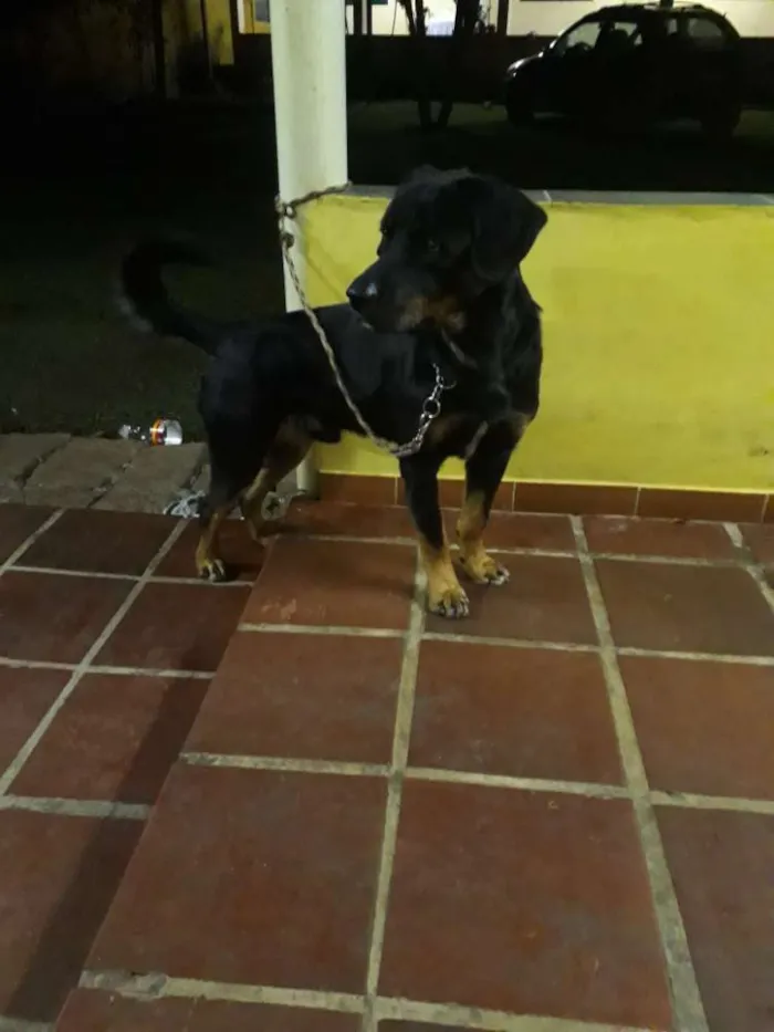 Cachorro raça Rottweiler com labrador  idade 2 anos nome Ralf