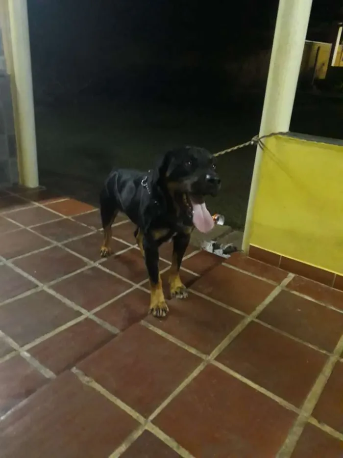 Cachorro raça Rottweiler com labrador  idade 2 anos nome Ralf