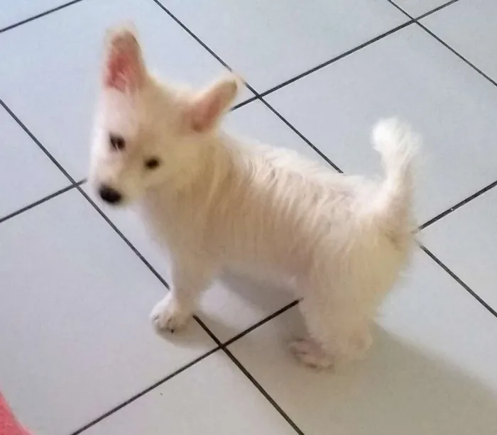 Cachorro ra a Rds idade 2 a 6 meses nome Zaira