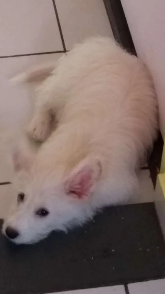 Cachorro ra a Rds idade 2 a 6 meses nome Zaira