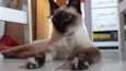 Maya