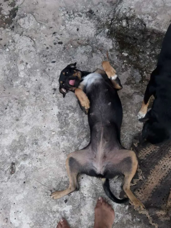 Cachorro ra a Vira lata idade 4 anos nome Lecy