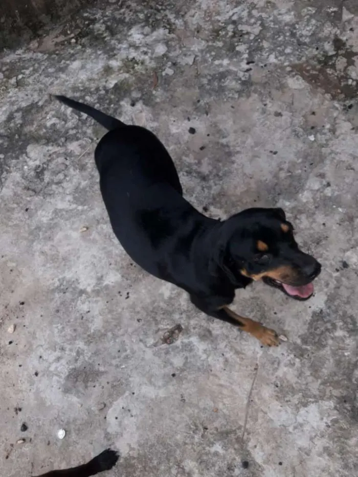 Cachorro ra a Vira lata idade 4 anos nome Lecy