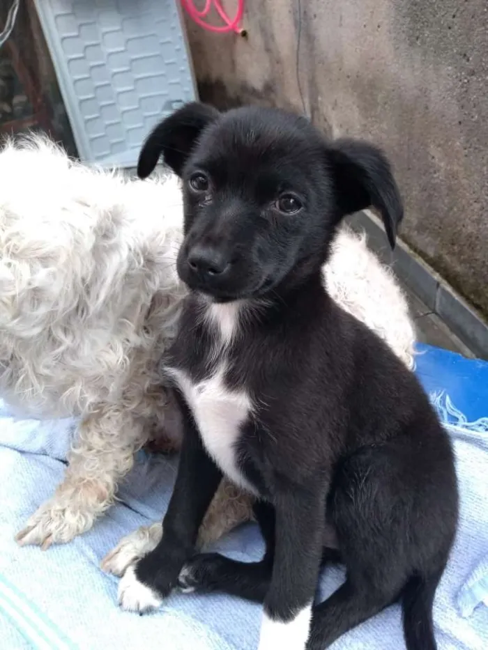 Cachorro raça Sem idade 2 a 6 meses nome Neginha