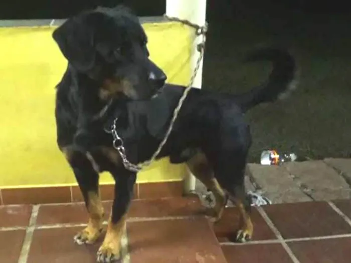 Cachorro raça Rottweiler com labrador  idade 2 anos nome Ralf