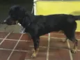 Ralf