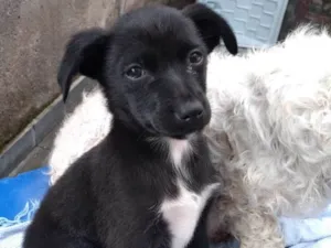 Cachorro raça Sem idade 2 a 6 meses nome Neginha