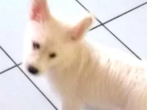 Cachorro raça Rds idade 2 a 6 meses nome Zaira