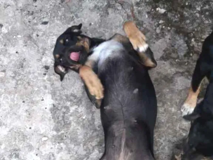 Cachorro ra a Vira lata idade 4 anos nome Lecy