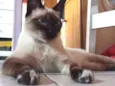 Maya