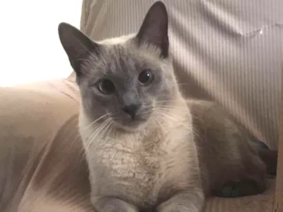 Gato raça Sem raça definida idade 3 anos nome Floquinho