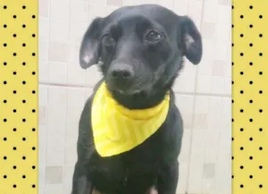 Cachorro raça srd idade 5 anos nome Iza