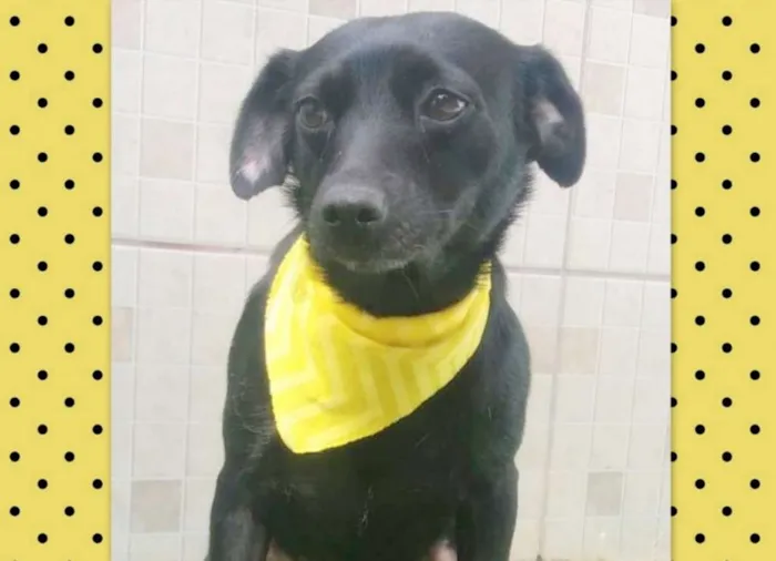 Cachorro ra a srd idade 5 anos nome Iza
