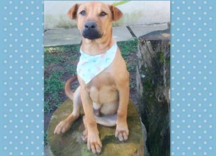 Cachorro ra a srd idade 1 ano nome Aramis