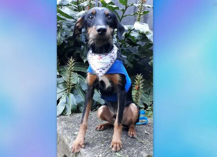 Cachorro ra a SRD idade 7 a 11 meses nome Zequinha