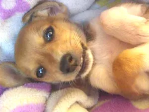 Cachorro raça SRD idade Abaixo de 2 meses nome Maggie