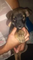 Lobinho
