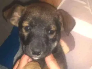 Cachorro raça Não sei idade Abaixo de 2 meses nome Lobinho