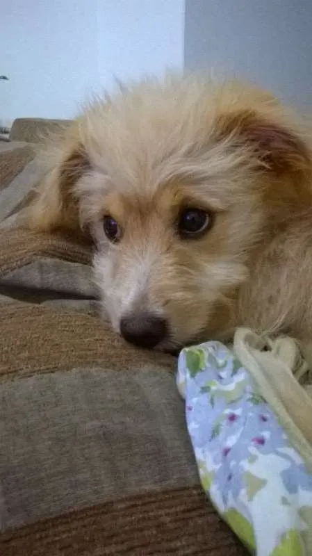Cachorro raça VIRA LATA idade 7 a 11 meses nome MEL