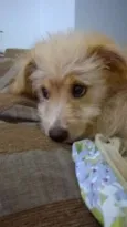 MEL