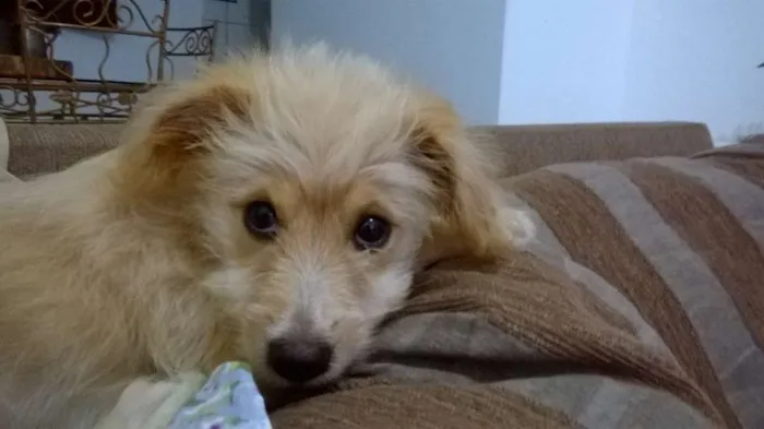 Cachorro raça VIRA LATA idade 7 a 11 meses nome MEL