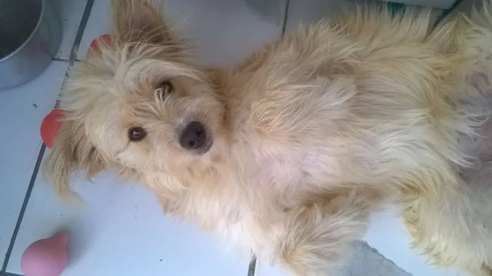 Cachorro raça VIRA LATA idade 7 a 11 meses nome MEL