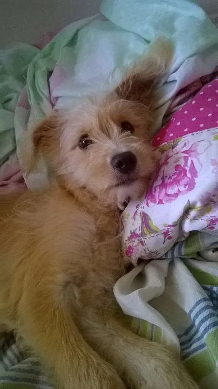 Cachorro raça VIRA LATA idade 7 a 11 meses nome MEL