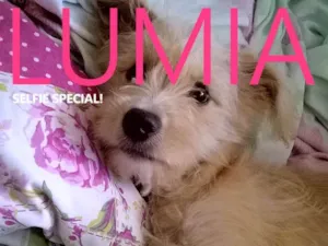 Cachorro raça VIRA LATA idade 7 a 11 meses nome MEL