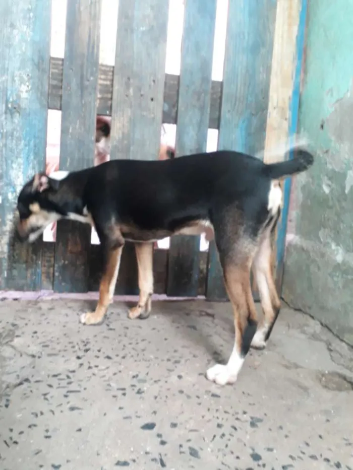 Cachorro ra a Indefinida  idade 7 a 11 meses nome Febrinha 