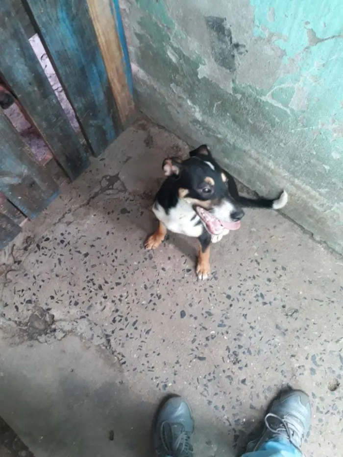 Cachorro ra a Indefinida  idade 7 a 11 meses nome Febrinha 