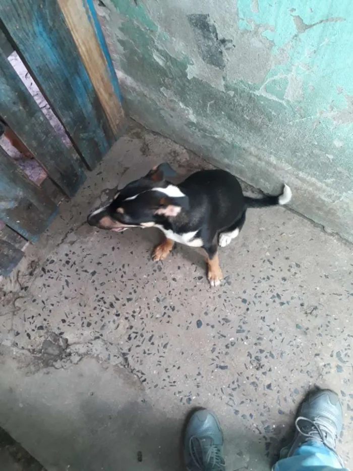 Cachorro ra a Indefinida  idade 7 a 11 meses nome Febrinha 